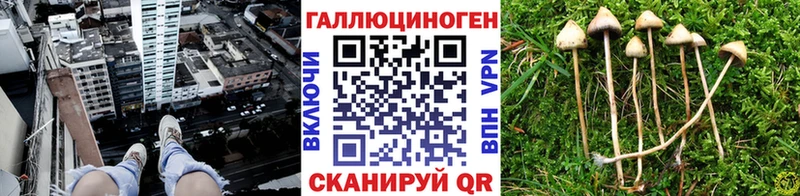 Галлюциногенные грибы Psilocybe Купить закладки Дрезна